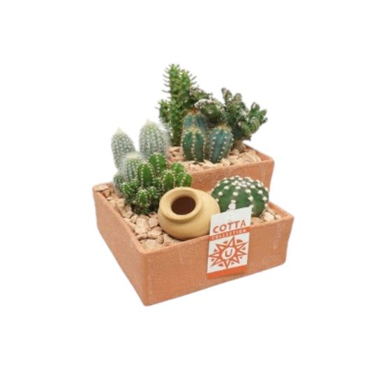 Large Cacti arrangement 2 Level in Terracotta