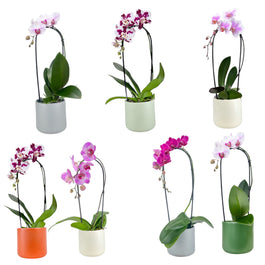 Phalaenopsis 12cm Cascade Mixed Colours in Cambridge Ceramic