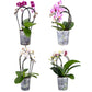 Phalaenopsis 9cm Cascade Cascade Mixed Colours