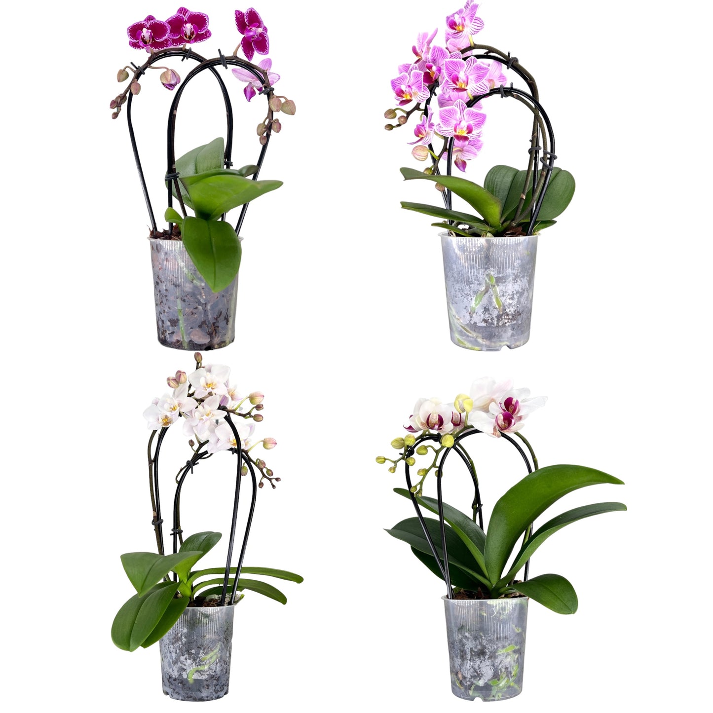 Phalaenopsis 9cm Cascade Cascade Mixed Colours