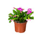 Schlumbergera 13cm Flowering Cactus Mix