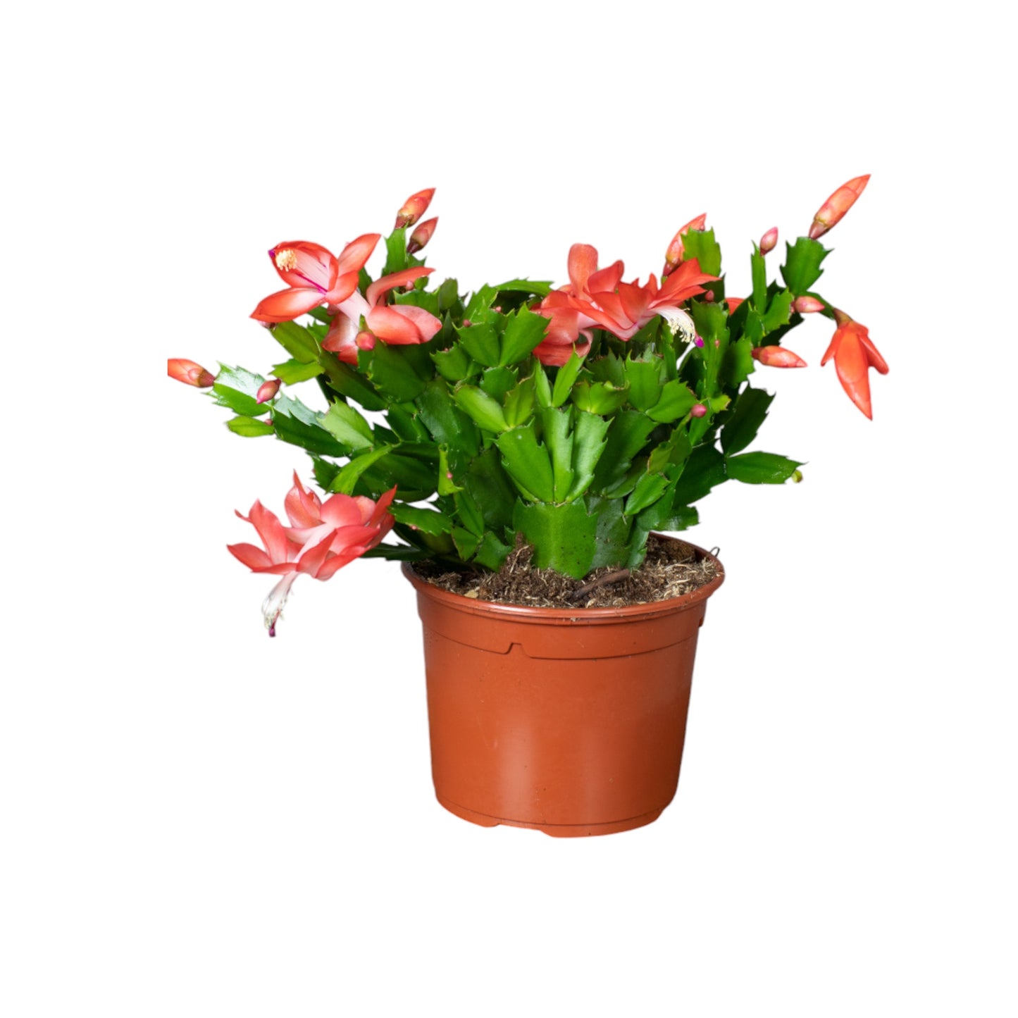 Schlumbergera 13cm Flowering Cactus Mix