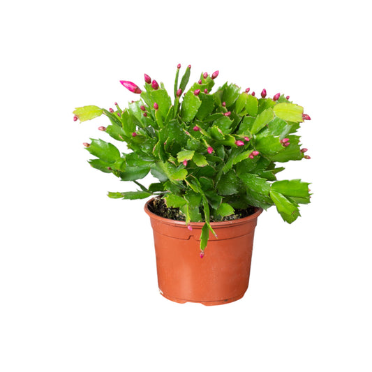 Schlumbergera 13cm Flowering Cactus Mix