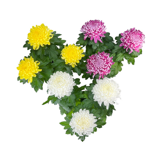 Chrysanthemum 14cm Bloom Mix - The Horti House