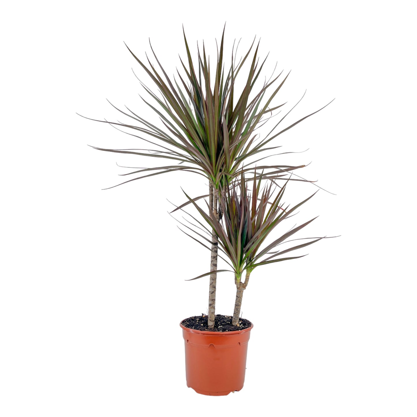 Dracaena 17cm Marginata