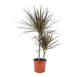 Dracaena 17cm Marginata