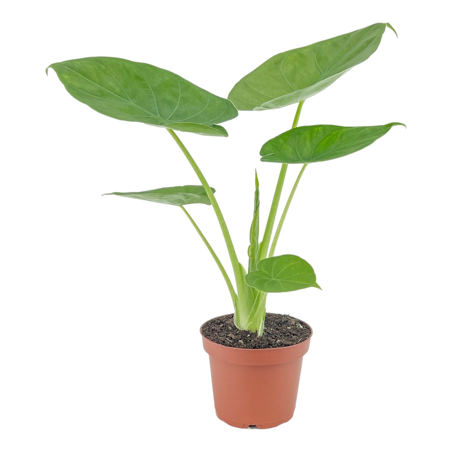 Alocasia 12cm Green Wentii