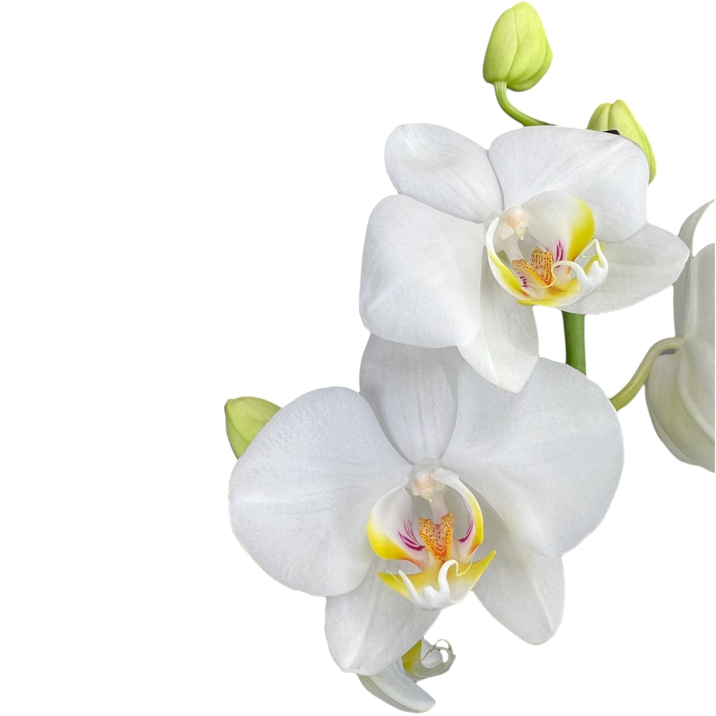 Phalaenopsis 12cm AGM Triple Stem Dover in Oxford Ceramic