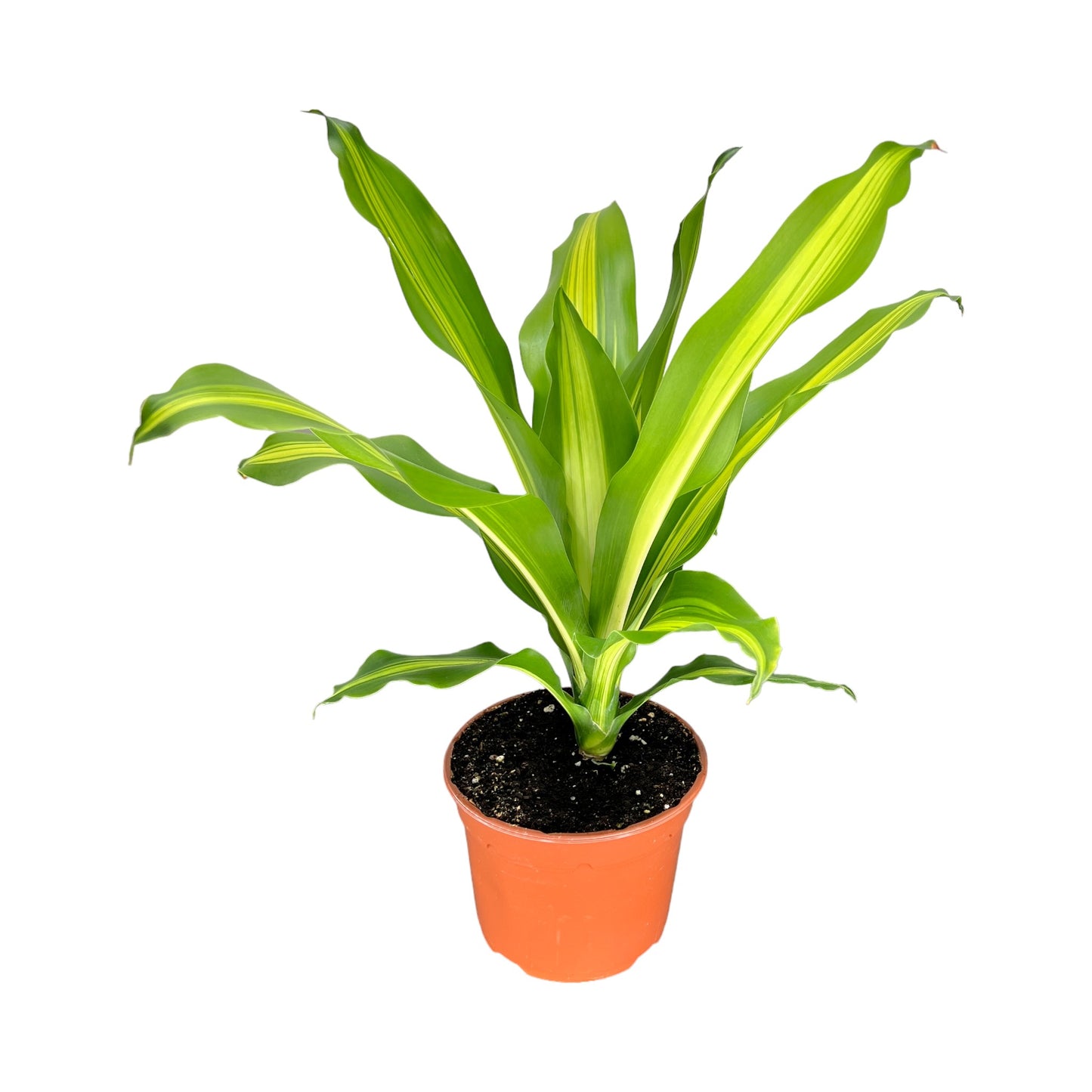 Dracaena 17cm Burley - Green Plant The Horti House