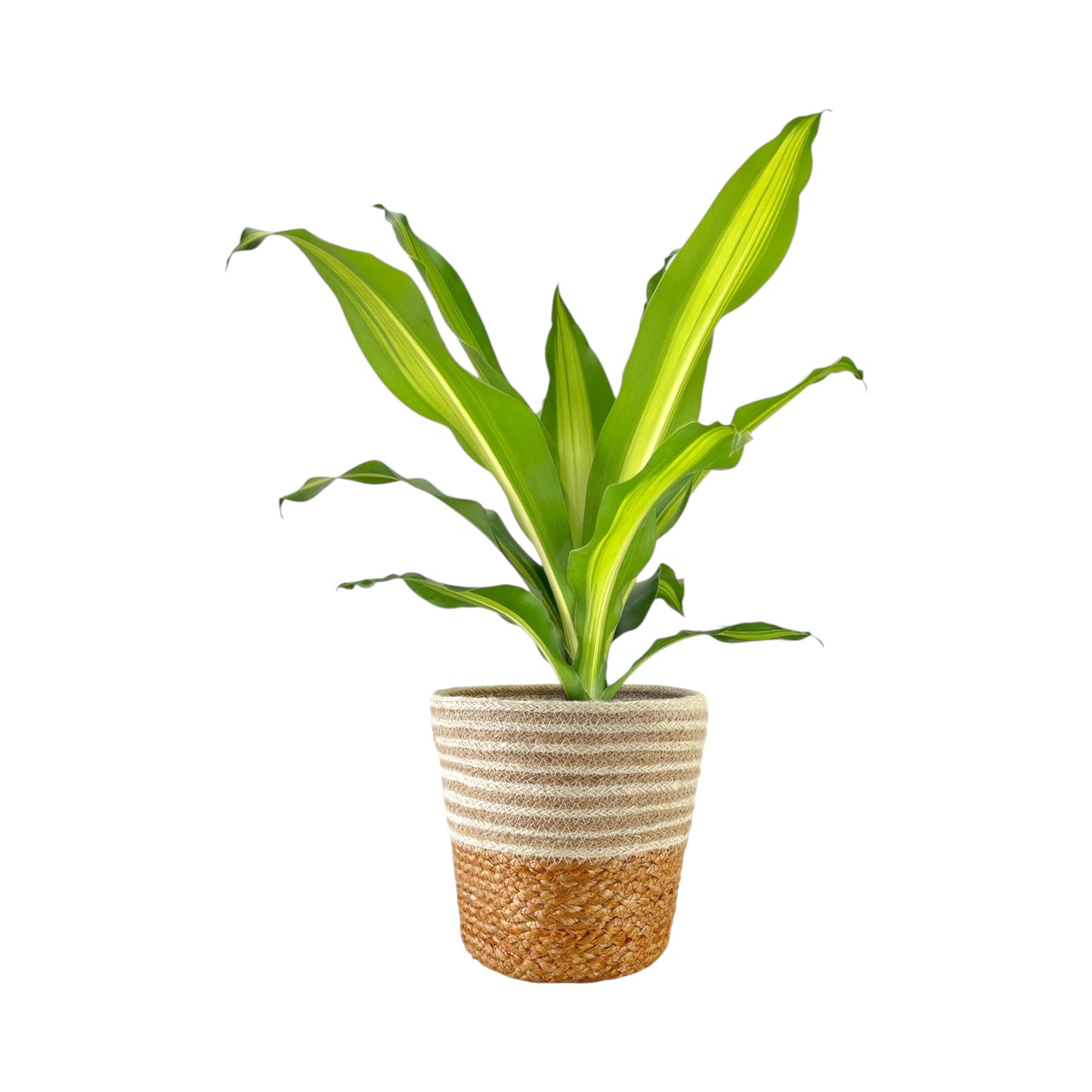 Dracaena 17cm Burley in Basket