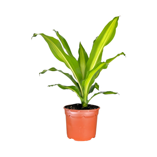 Dracaena 17cm Burley - Green Plant The Horti House