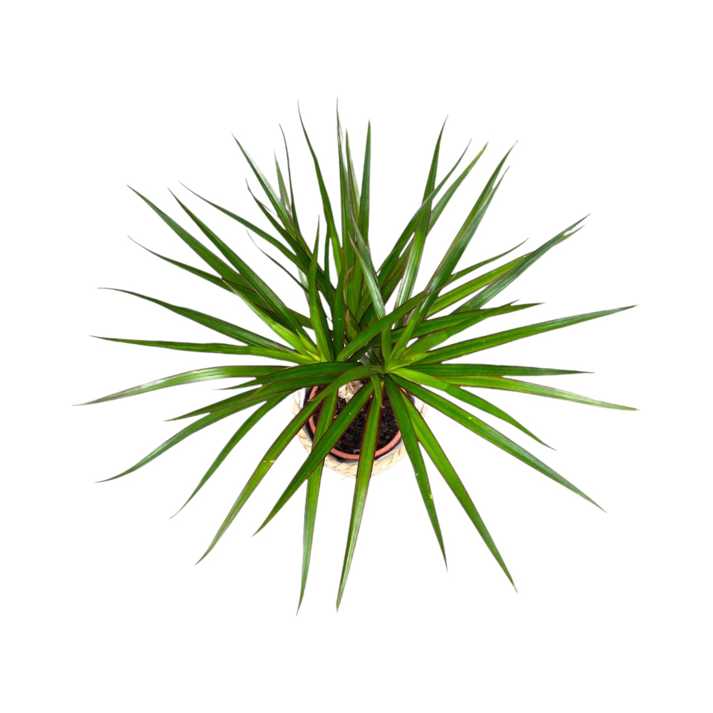 Dracaena 12cm Marginata In Basket