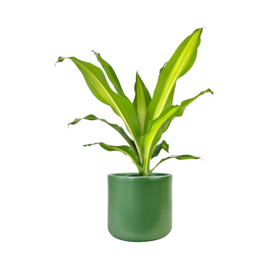 Dracaena 17cm Burley in Cambridge Ceramic