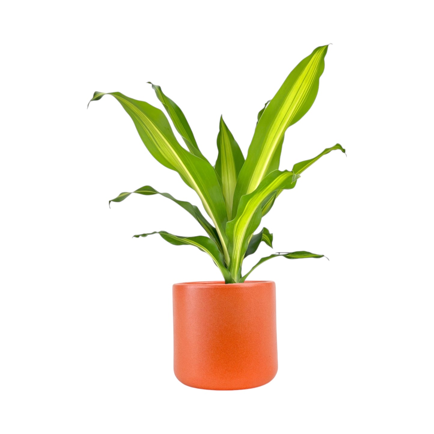 Dracaena 17cm Burley in Cambridge Ceramic