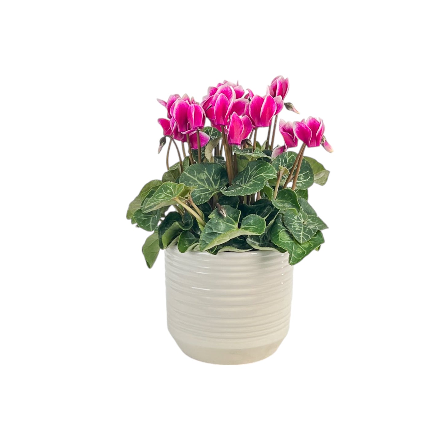 Cyclamen 10.5cm Mix in Oxford Ceramic