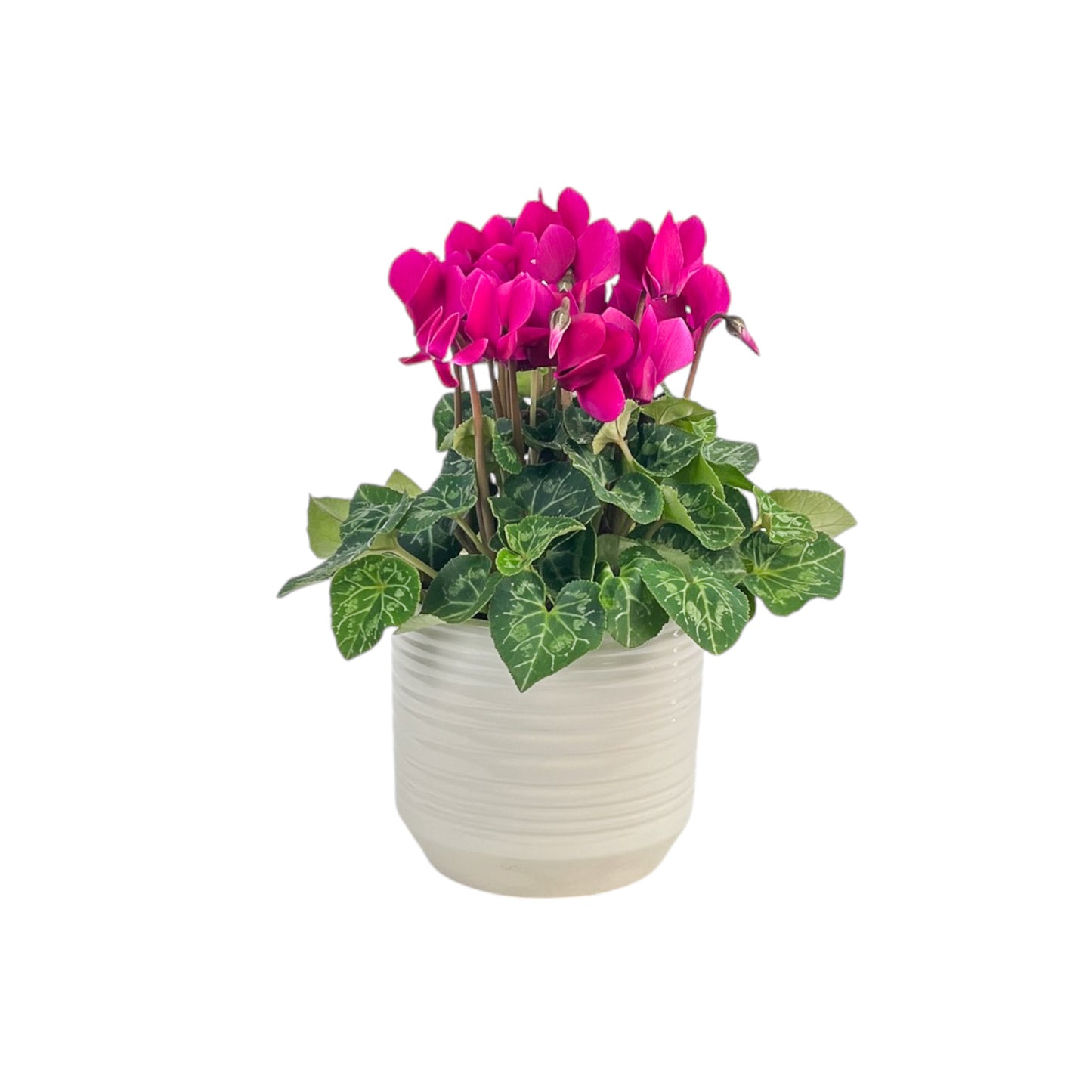 Cyclamen 10.5cm Mix in Oxford Ceramic