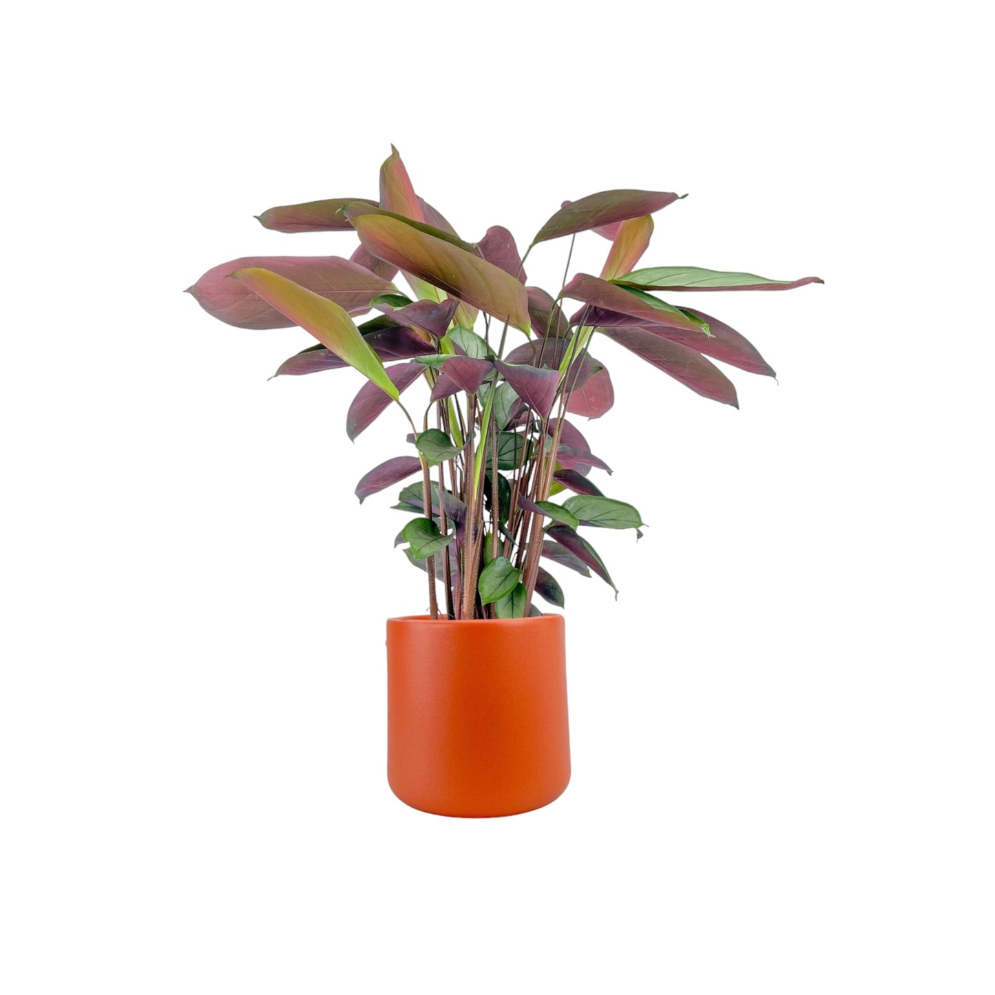 Calathea 17cm Setosa in Cambridge Ceramic