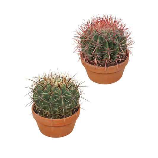 Cacti 20cm Ferocactus In Terracotta