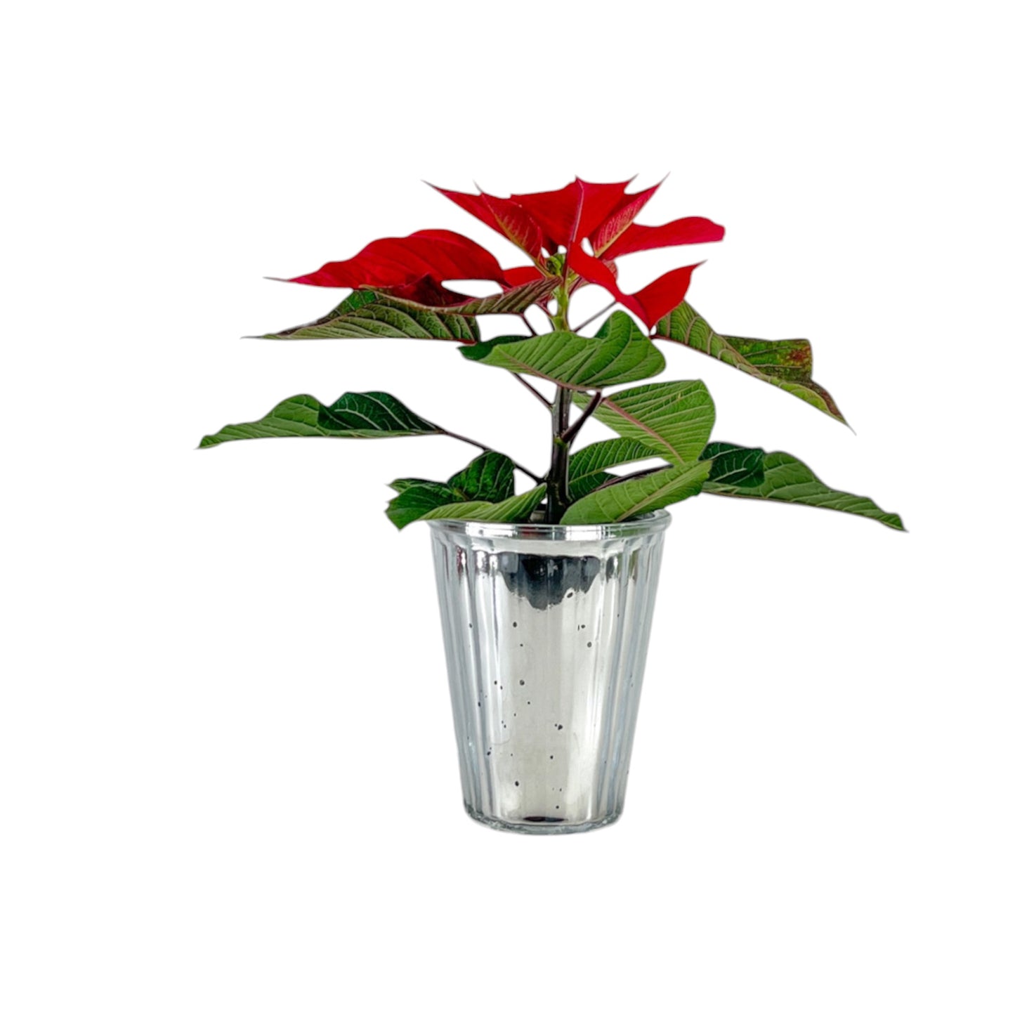 Poinsettia 6cm  in Glass