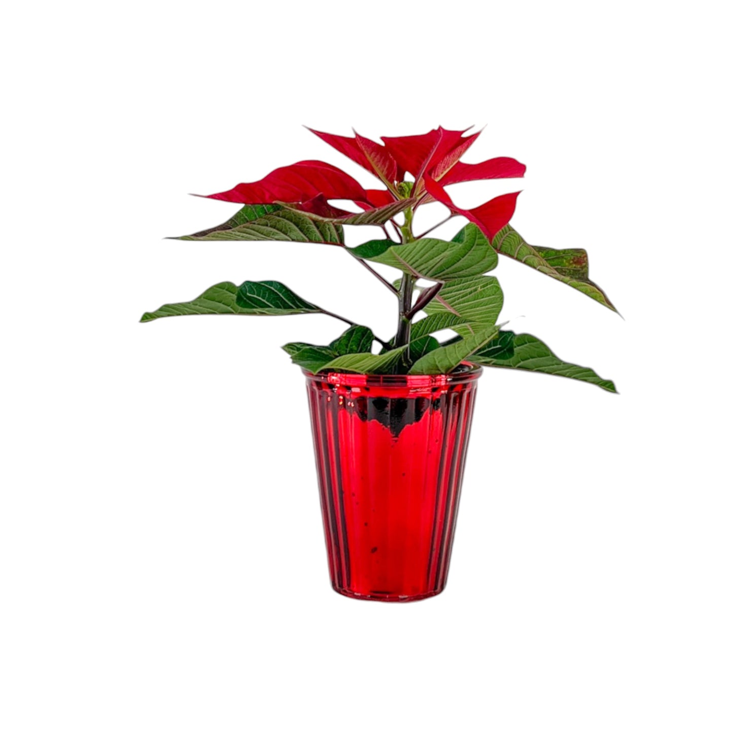 Poinsettia 6cm  in Glass