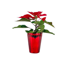 Poinsettia 6cm  in Glass