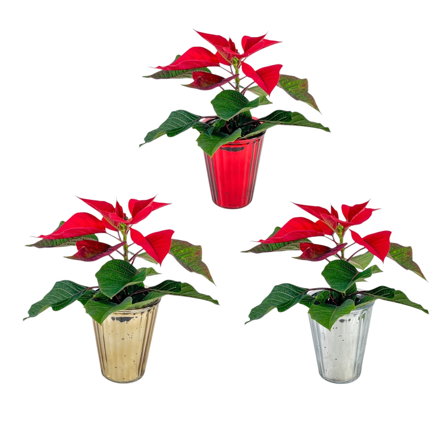 Poinsettia 6cm  in Glass