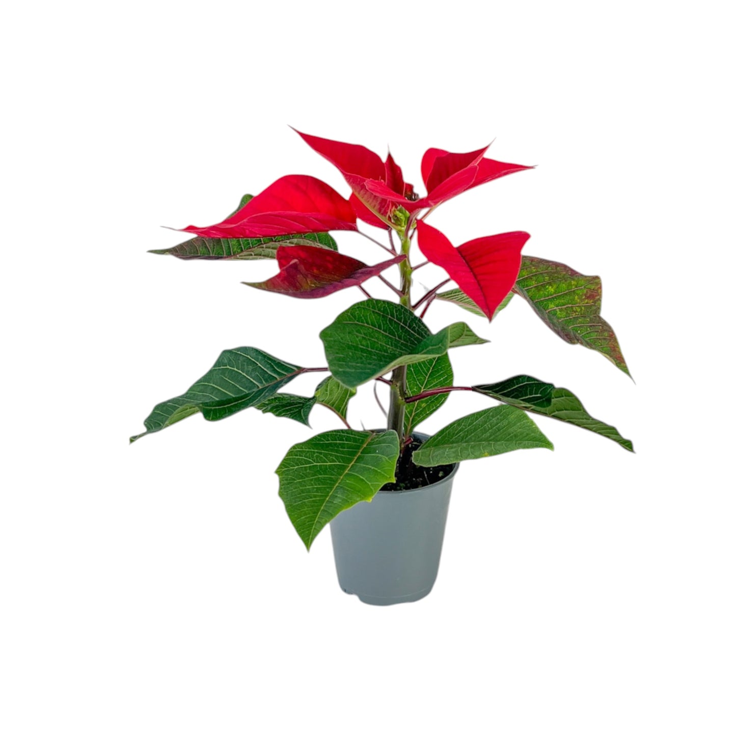 Poinsettia 6cm Sleeved