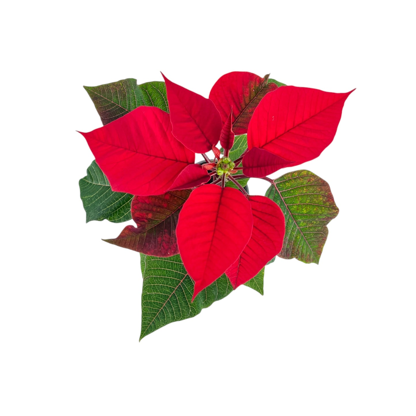 Poinsettia 6cm Sleeved