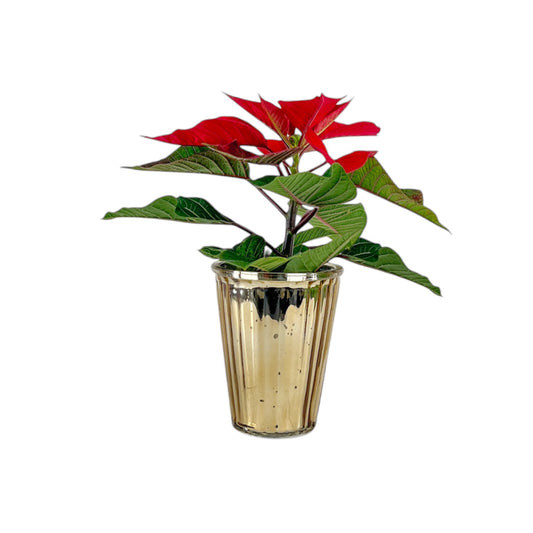 Poinsettia 6cm  in Glass