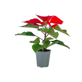 Poinsettia 6cm Sleeved