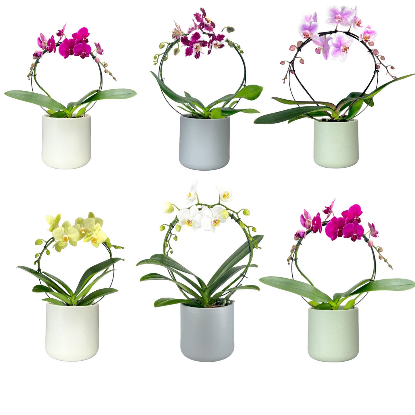 Phalaenopsis 12cm Hooped Mixed Colours in Cambridge Ceramic - Orchid The Horti House