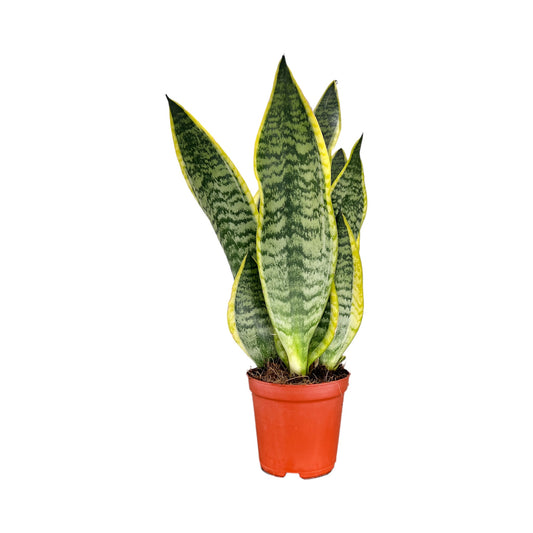 Sansevieria 12cm Laurentii