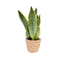 Sansevieria 12cm Laurentii in Basket