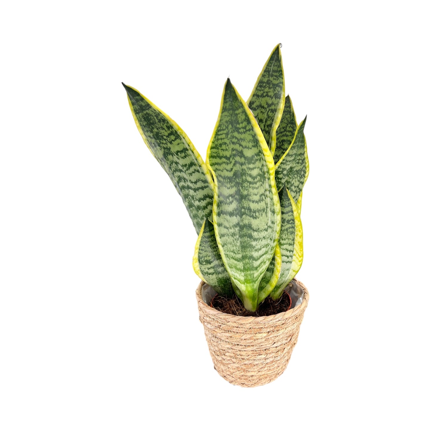 Sansevieria 12cm Laurentii in Basket