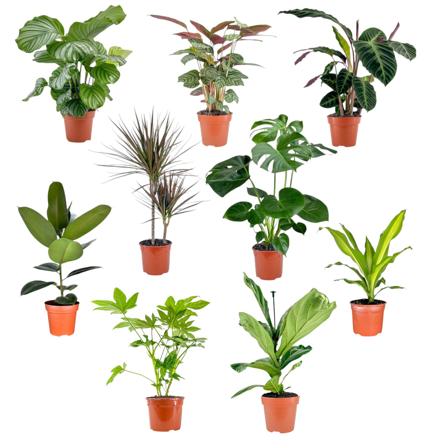 Green Plant 17cm Mix Trolley Deal