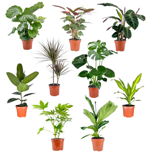 Green Plant 17cm Mix Trolley Deal