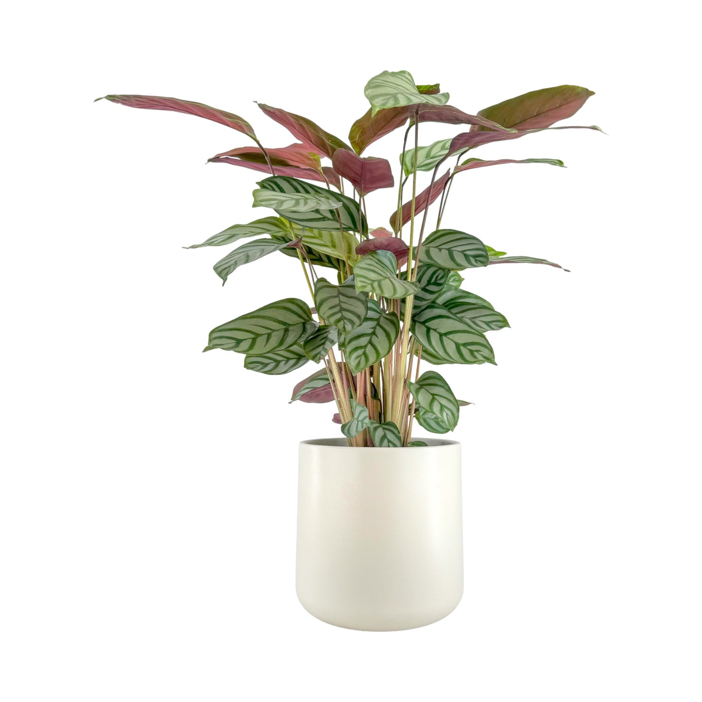 Calathea 17cm Mix in Cambridge Ceramic