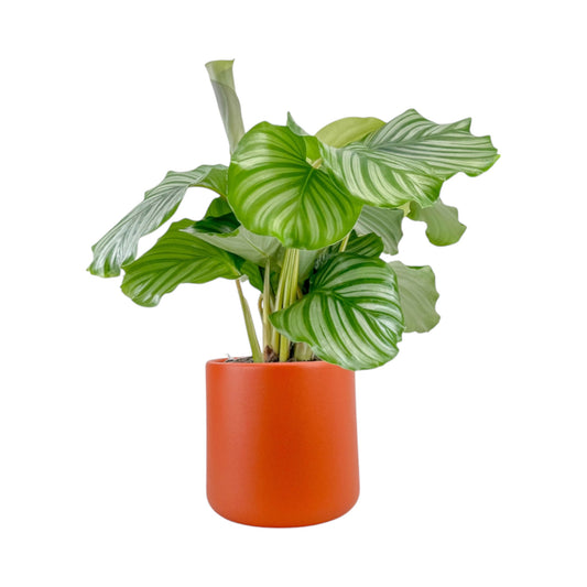 Calathea 17cm Orbifolia in Cambridge Ceramic