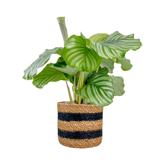 Calathea 12cm Mix in Basket - Green Plant The Horti House