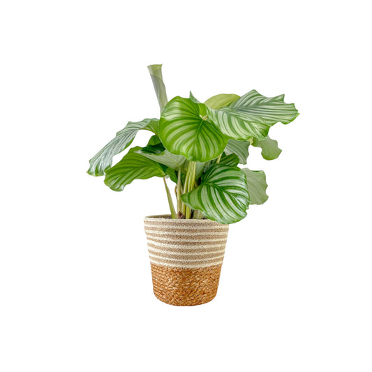 Calathea 17cm Orbifolia In Basket