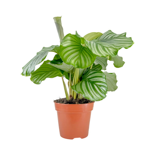 Calathea 17cm Orbifolia