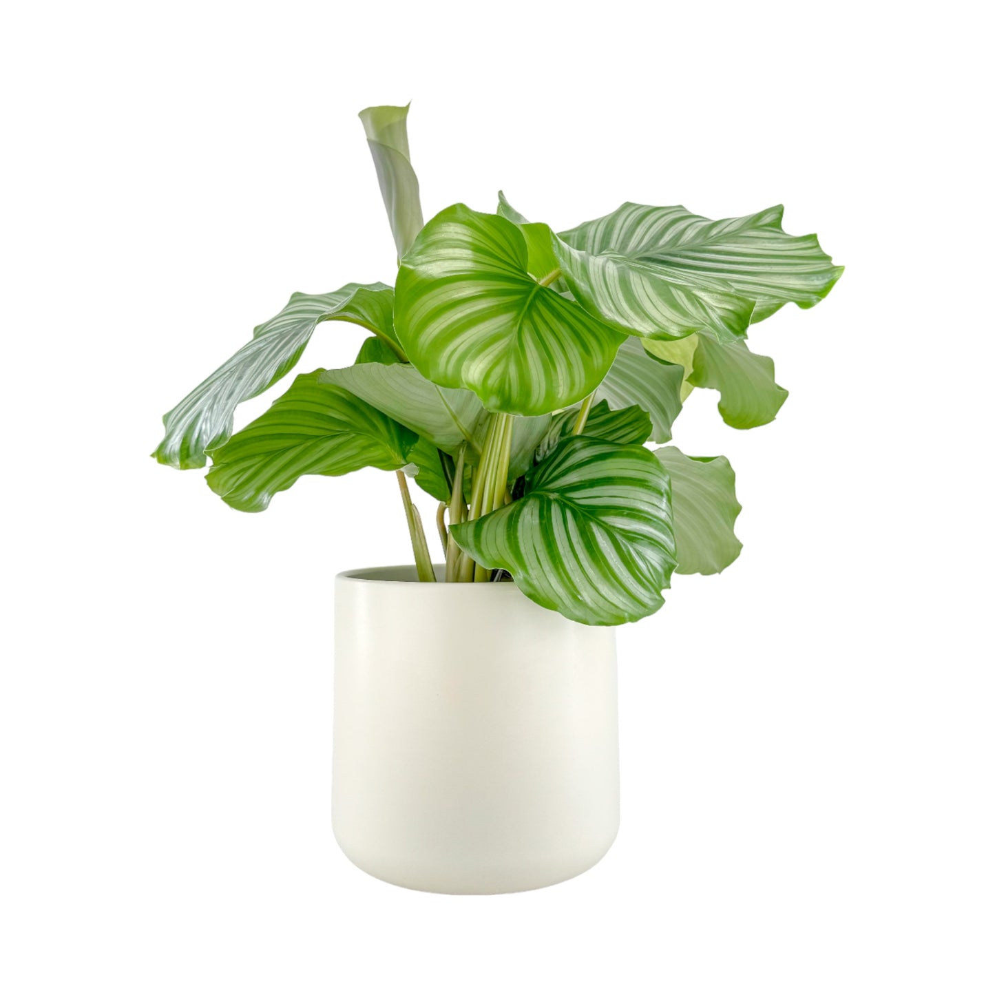 Calathea 17cm Orbifolia in Cambridge Ceramic