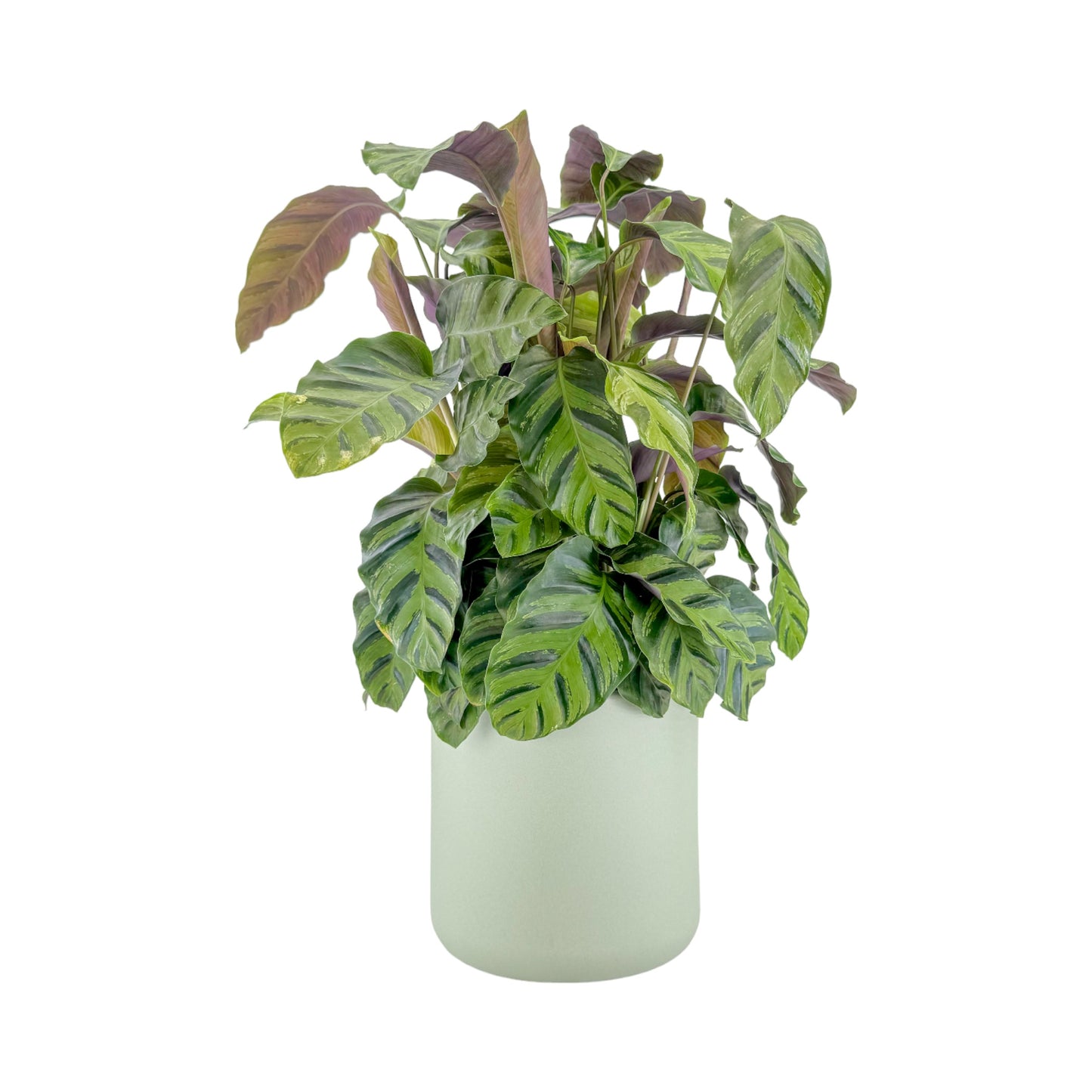 Calathea 17cm Mix in Cambridge Ceramic