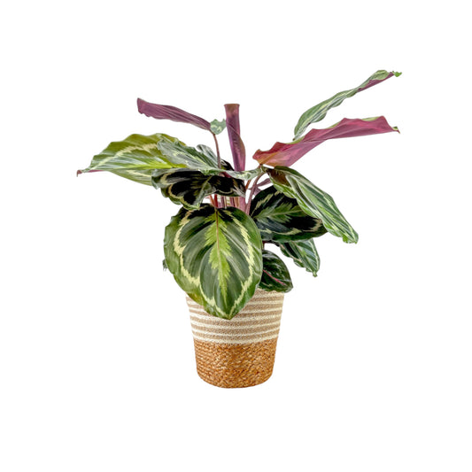 Calathea 17cm Medallion In Basket