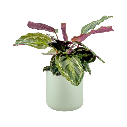 Calathea 17cm Mix in Cambridge Ceramic