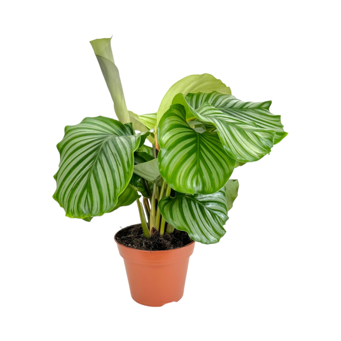 Calathea 17cm Orbifolia