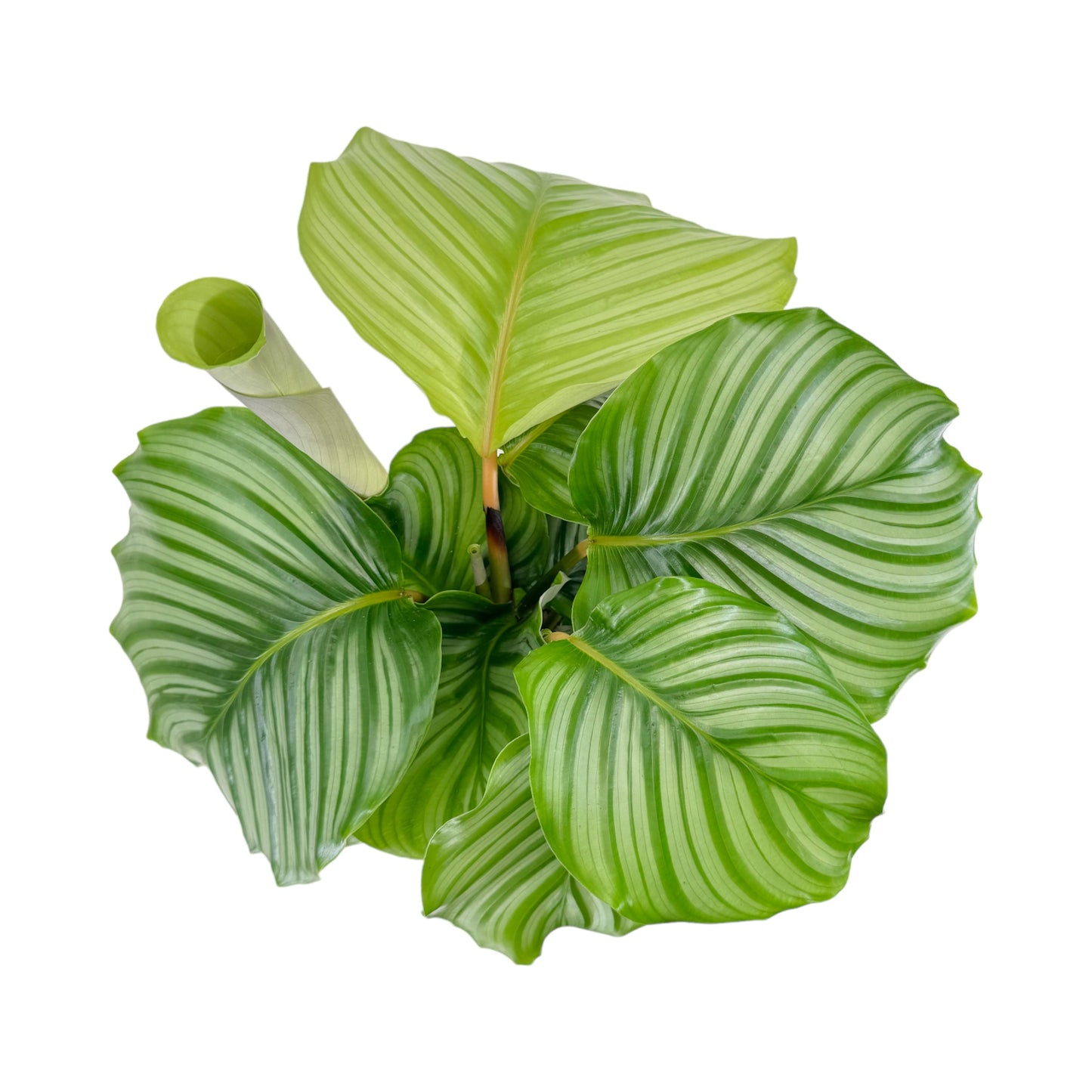 Calathea 17cm Orbifolia