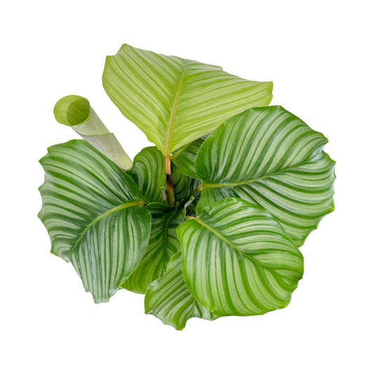 Calathea 17cm Orbifolia