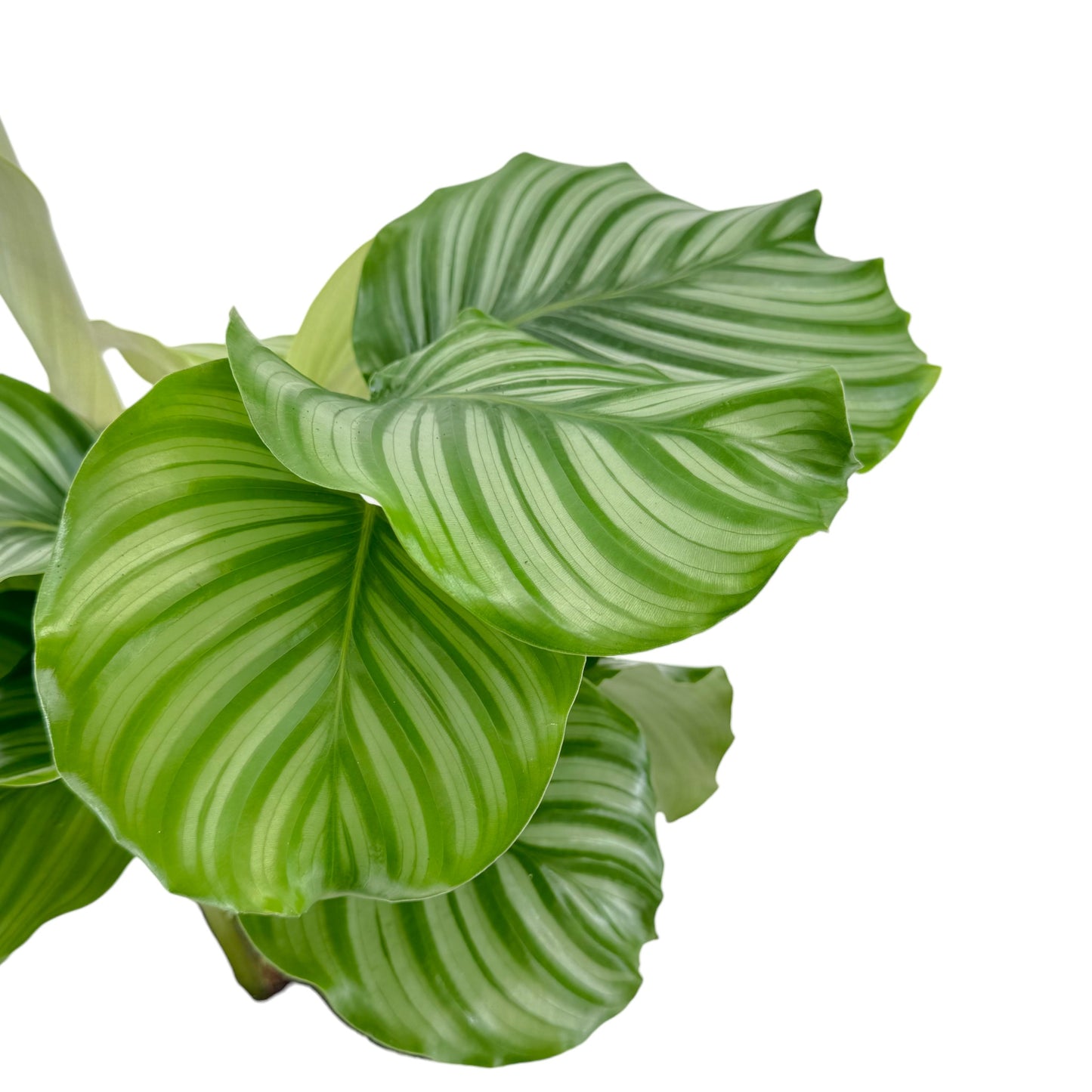 Calathea 17cm Orbifolia