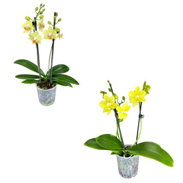 Phalaenopsis 9cm Twin Stem Yellow